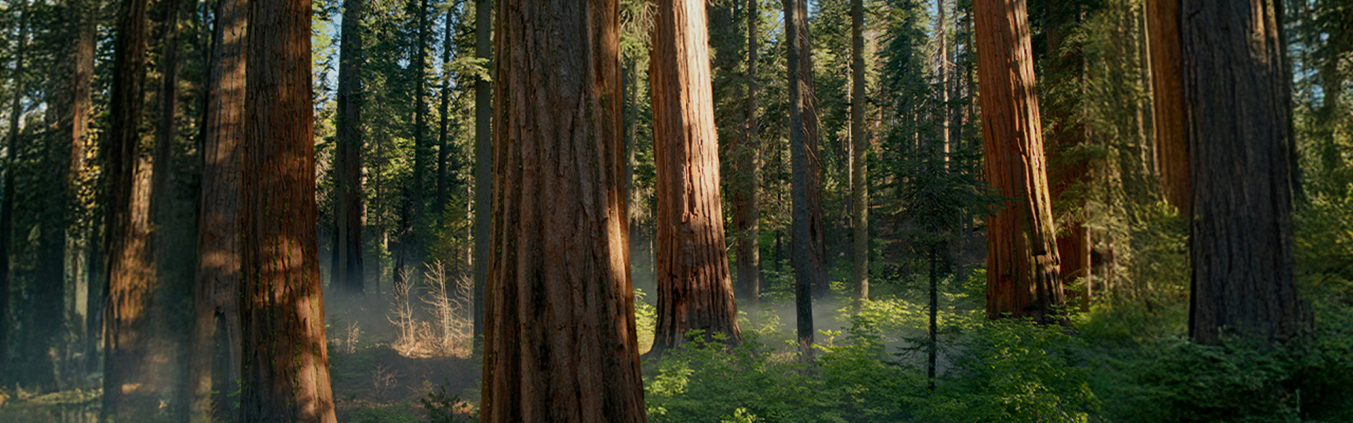 The Wood Complex Main Visual