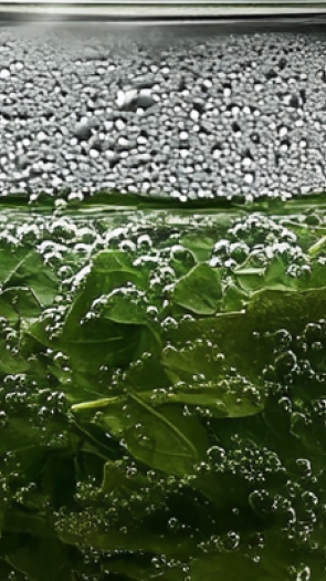 Camphor