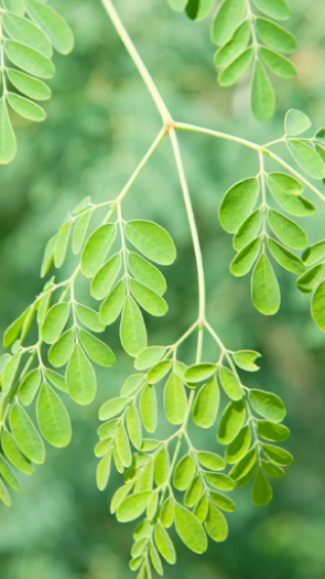 Moringa