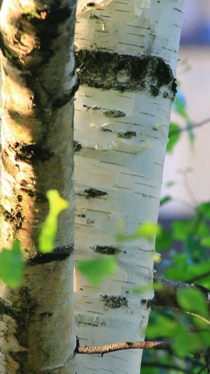 Birch